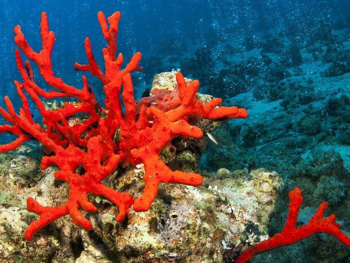 4 Ways to Add Coral Beads to Your Spring Wardrobe - The Bead Traders
