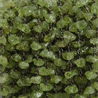 6mm Peridot Chip Black Gold Chain 35 beads - The Bead Traders